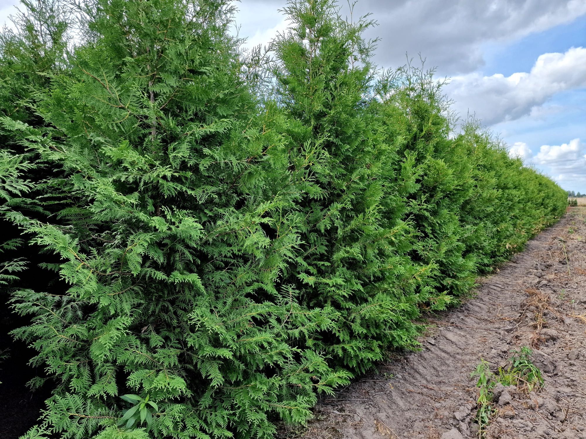 Thuja tuja Brabant 240-280 cm i inne żywopłot Transport