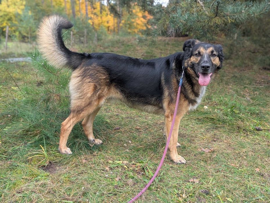 ROCCO - Schronisko dla Zwierząt w Ostródzie