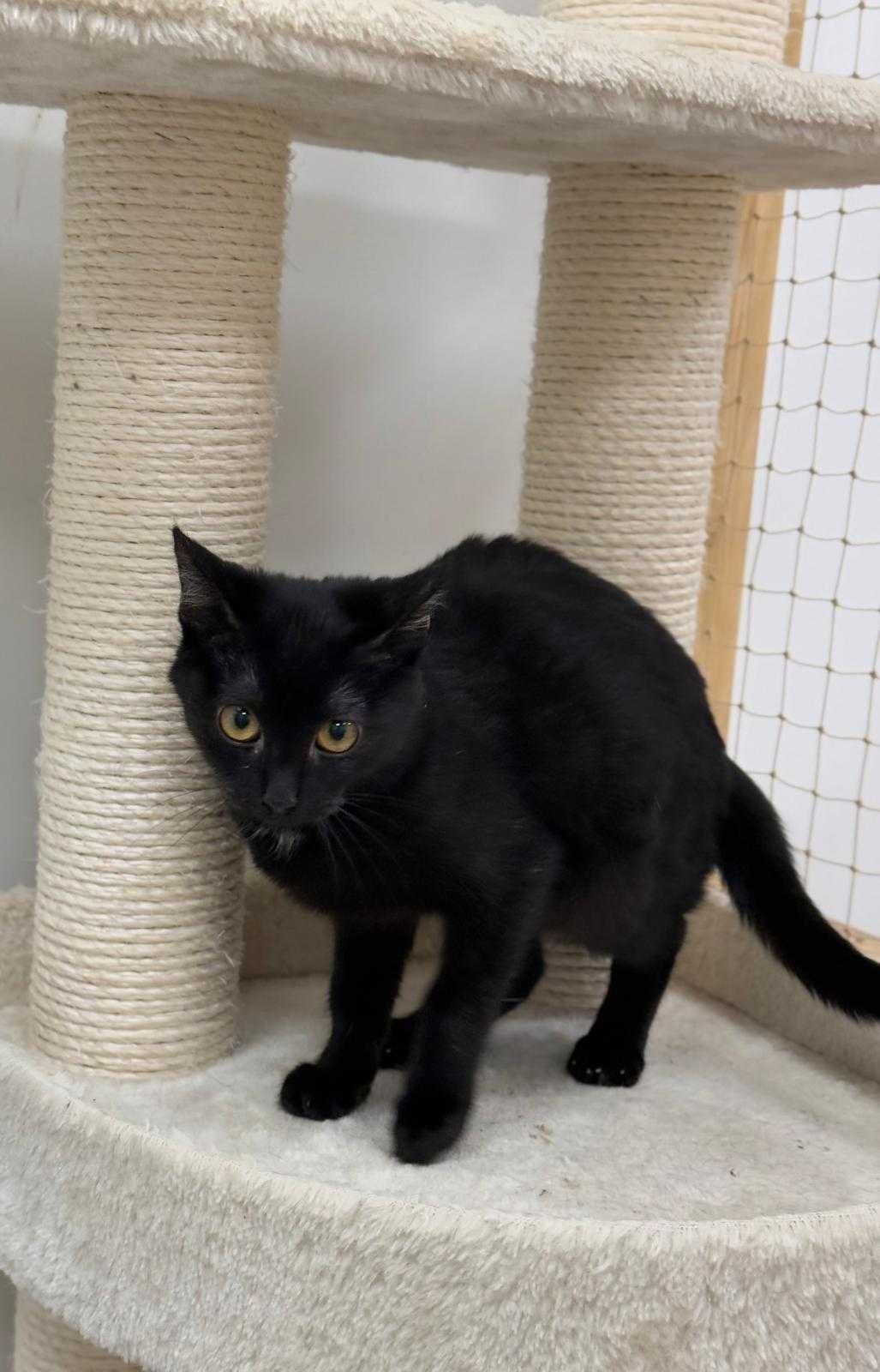 Lancelot - malutki, czarny kot do adopcji!