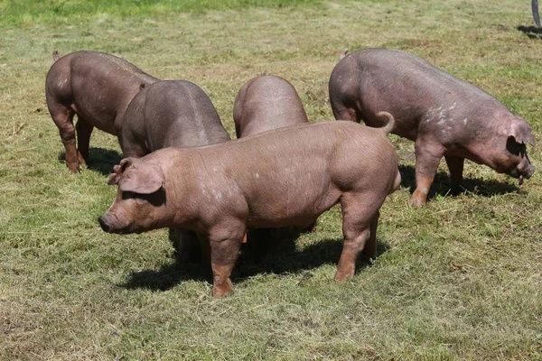 Продам свинок пьетрен.Дюрок