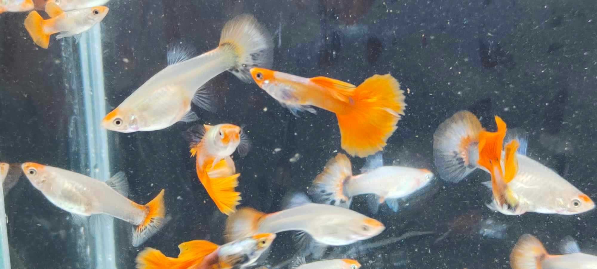 Gupik , gupiki koi platinum red tail