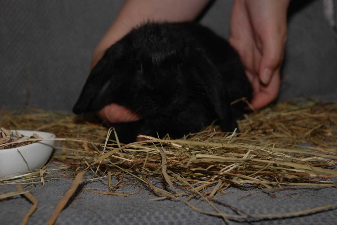 Кролик вислоухий баранчик, карликовые крольчата черно-белые и черные