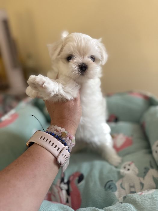 Maltańczyk śliczny chłopczyk z rodowodem ZKwP FCI