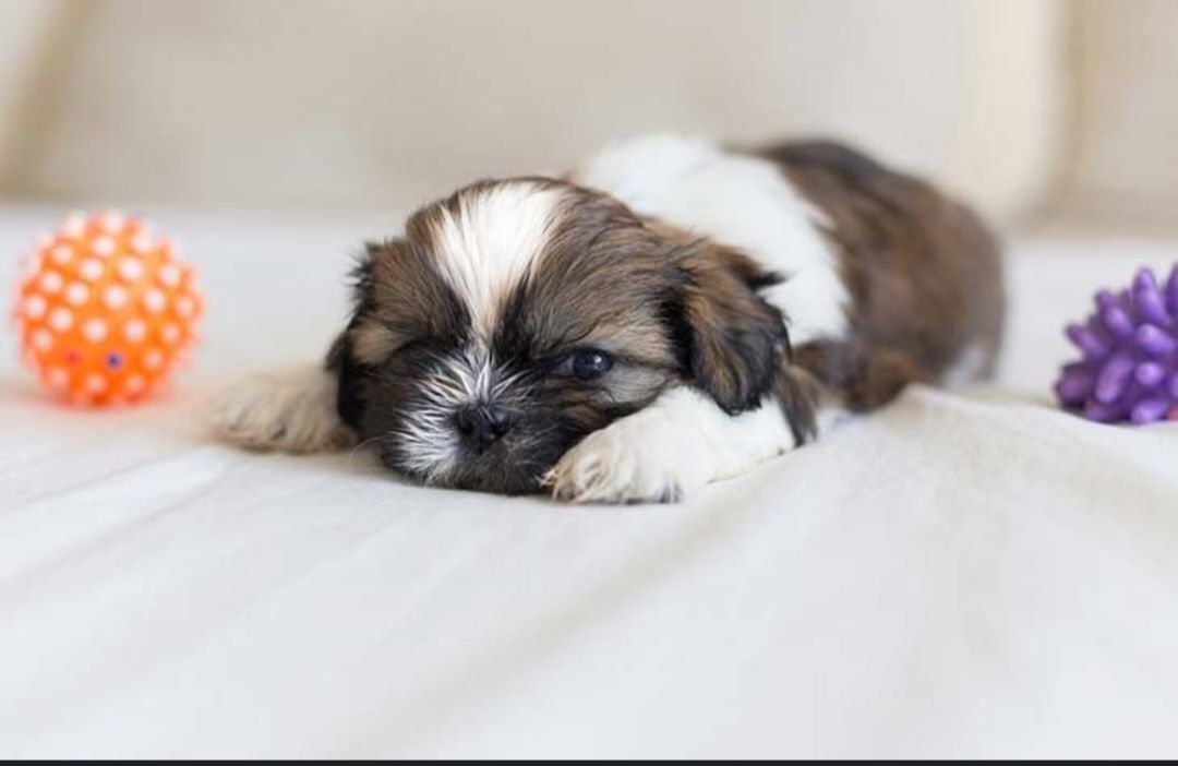 Szczeniaczki Shih Tzu z rodowodem + chip i szczepienia