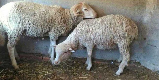 Casal ovelhas com 10 meses