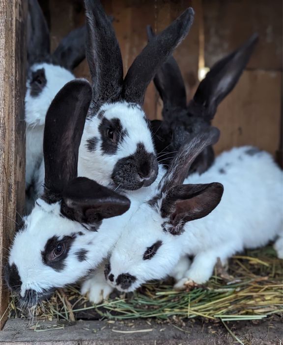 Кролі різного віку різних порід