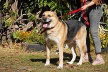 Rino - mega fajny pies do adopcji