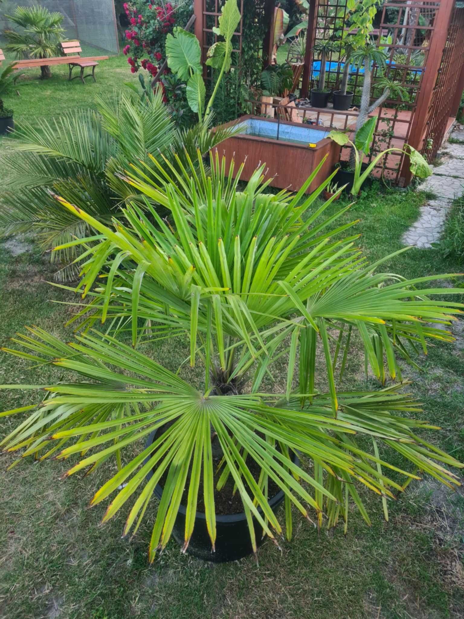 Palma mrozoodporna Trachycarpus Fortunei do minus 12 stopni piekna !