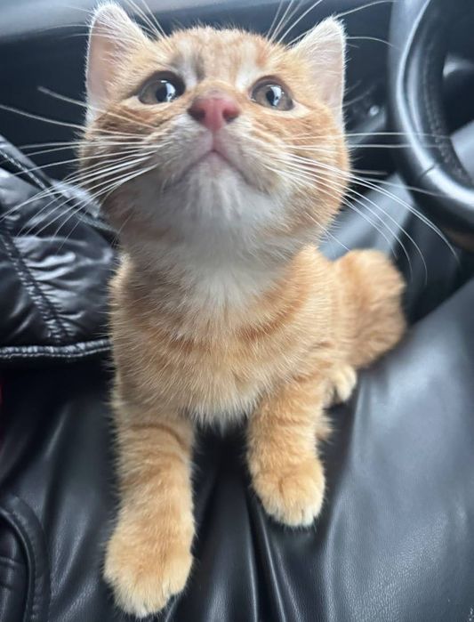 Віддам в добрі руки руде кошеня