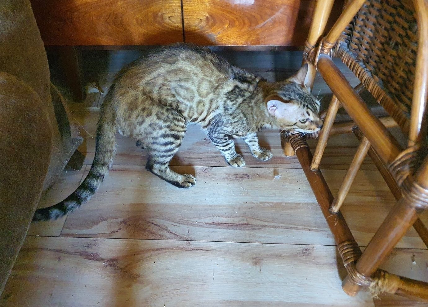 Kot Bengalski - Rudy Tygrysek oczekuje na swego troskliwego opiekuna.
