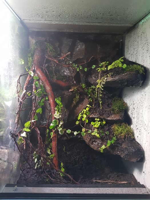 Terrarium dla gekona orzęsionego i innych