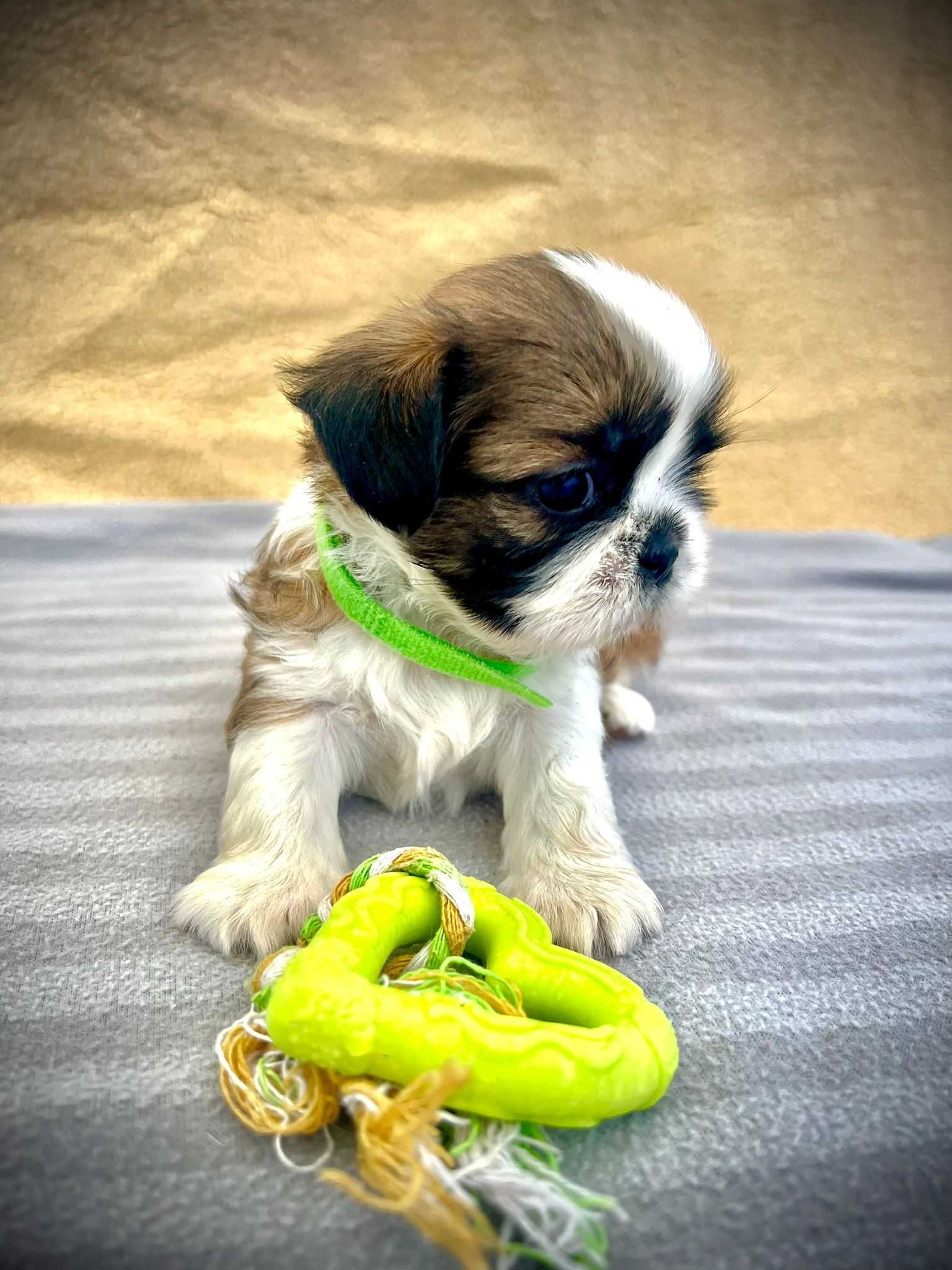 Śliczny piesek Shih Tzu- do odbioru od 17.07.2025r.