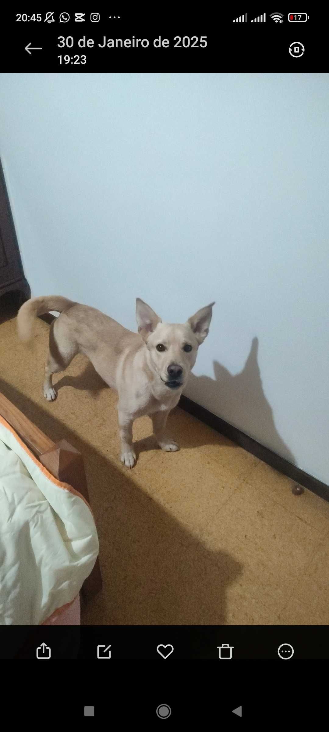 Cão raçado de labrador