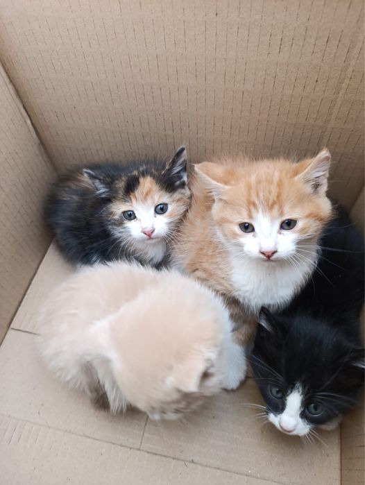 Кошенята шукають дім