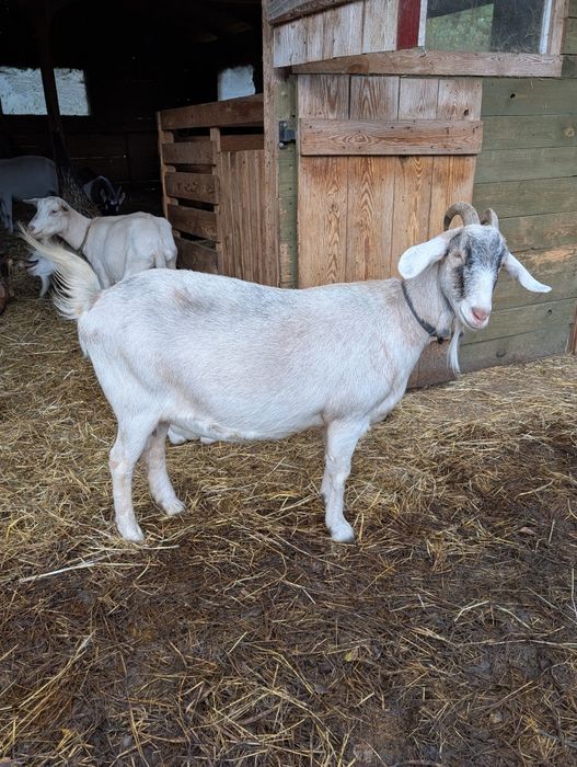 Sprzedam 2 mleczne kozy