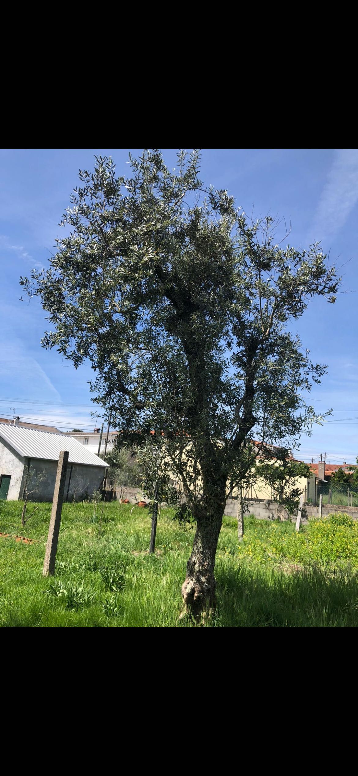 Oliveiras para plantação