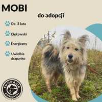 Znaleziono pieska z dluzszą sierścią "MOBI"-Gotowy do adopcji