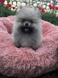 Pomeranian Szpic minuaturowy sunia FCI