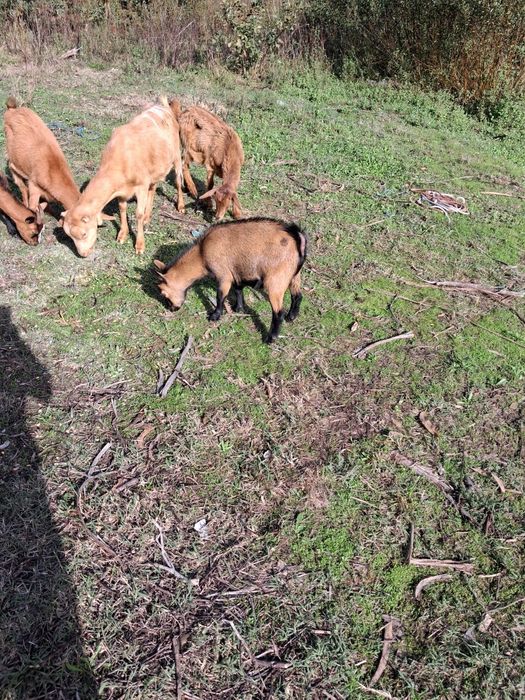 Cabras anãs e raça grande