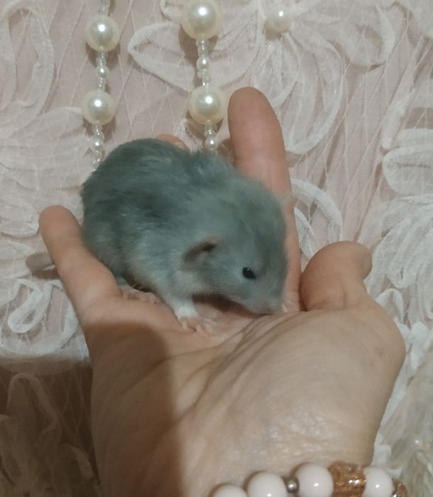 Очень красивые голубого окраса крысята Дамбо Рекс в Харькове крыса