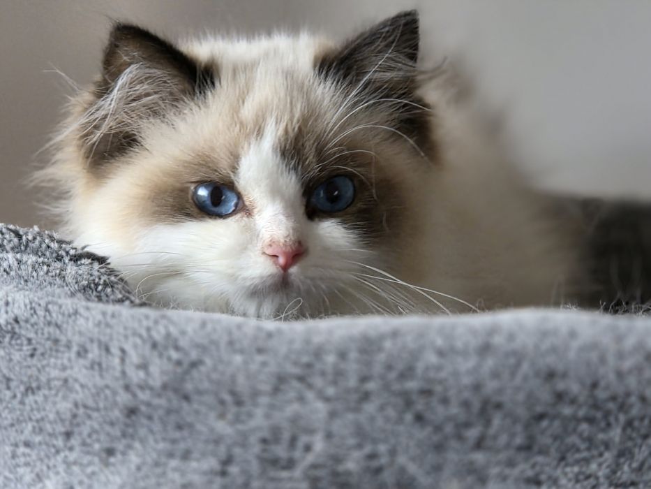 PIĘKNY Kotek RAGDOLL kot  kocur