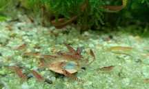 krewetki Neocaridina Davidi Red Cherry