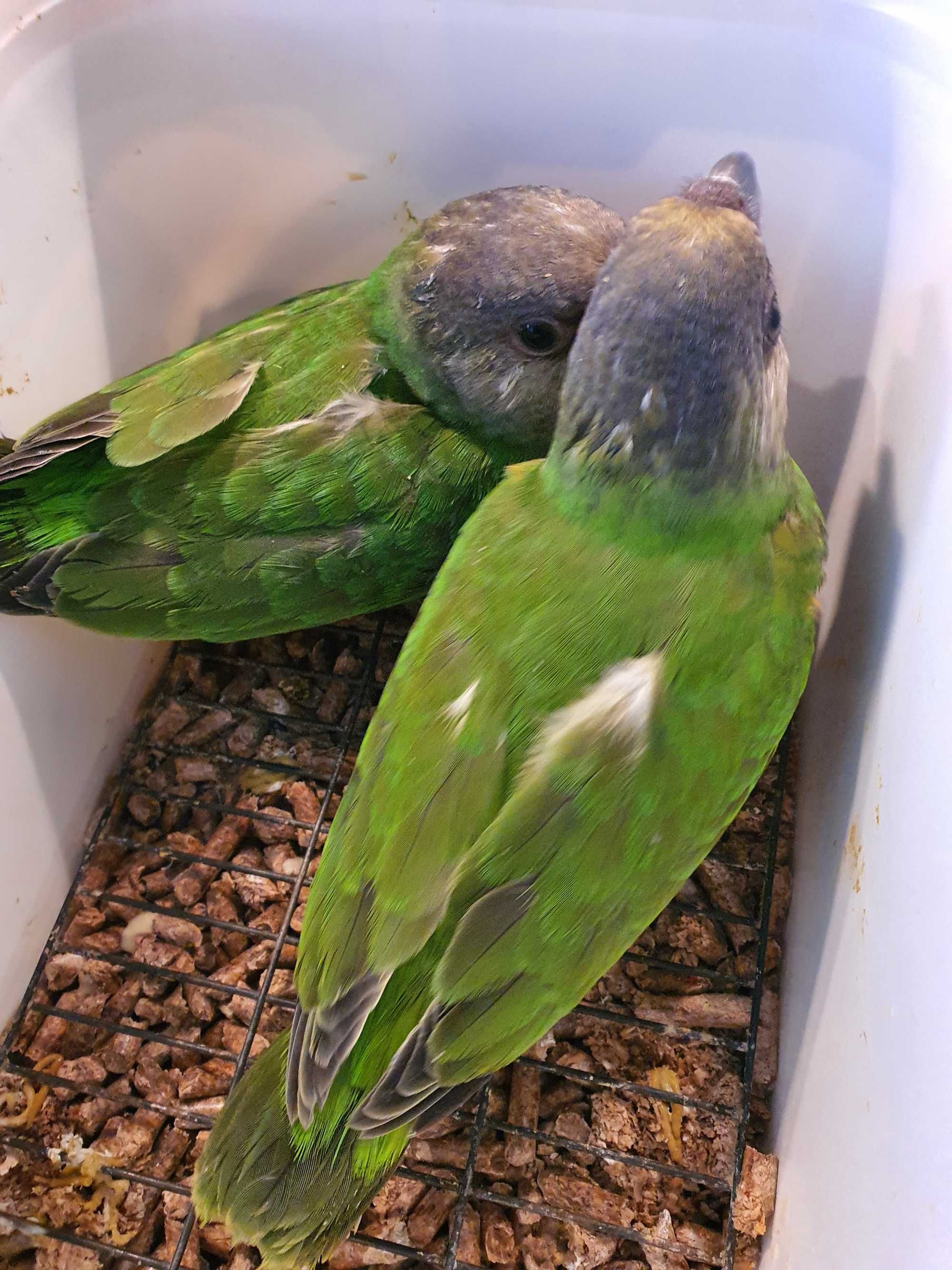 Poicephalus Senegalus M 24