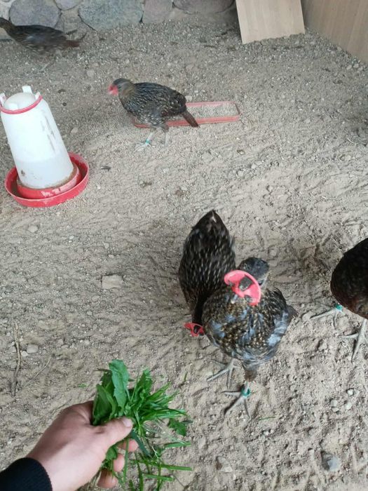 Sprzedam bażanty tragopan tymianek