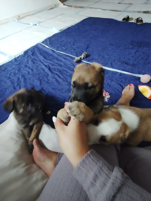 Cães bebés porte grande