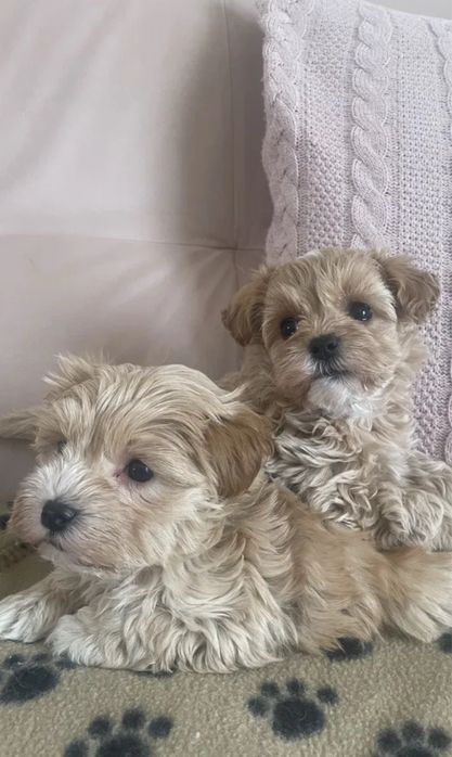 Щенки мальтипу минички. Есть девочки и мальчики