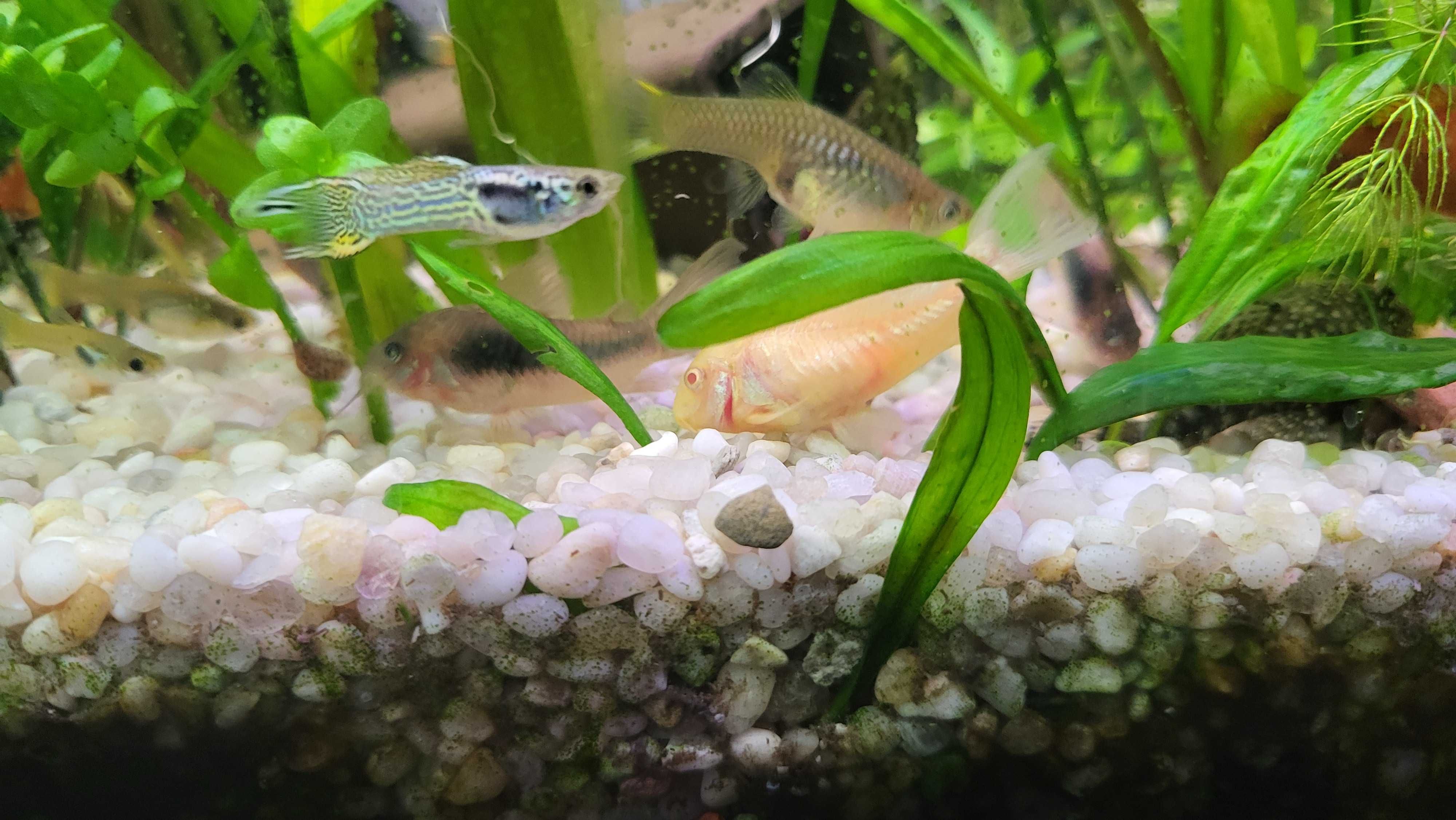 Neon innesa Kirys spiżowy, albinos, pstry