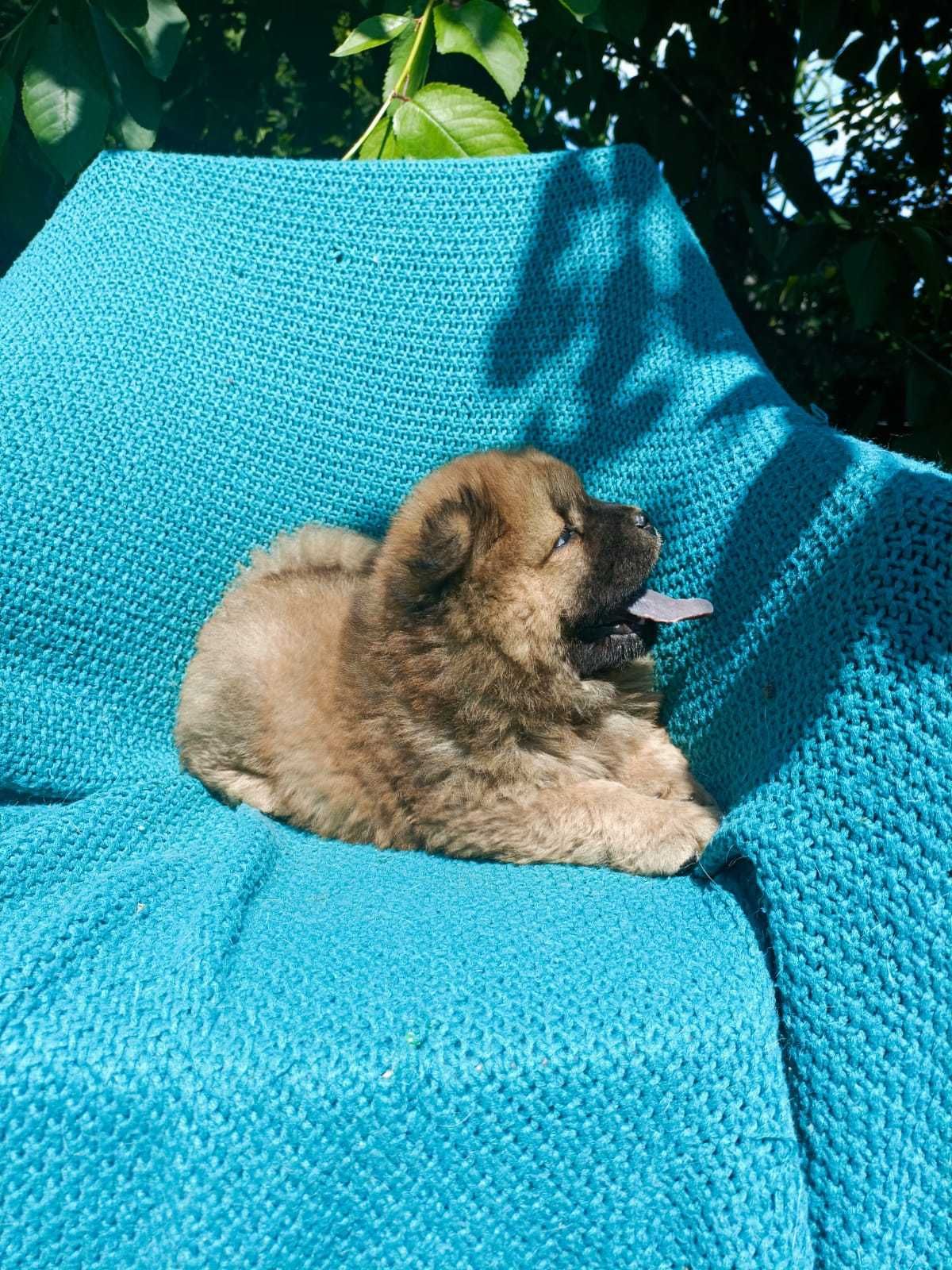 Wzorcowe Chow Chow po rodzicach FCI