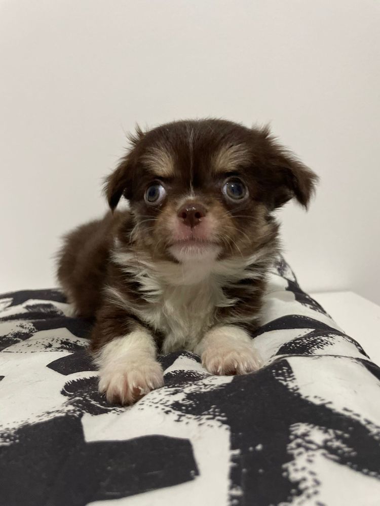 Chihuahua Femea mini Chocolate
