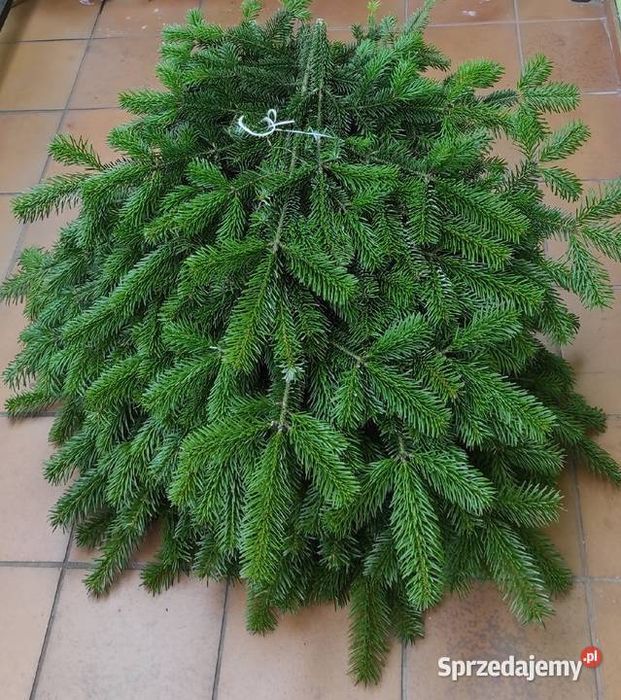 Gałęzie : świerka,jodły,sosny