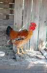 Aves de Capoeira