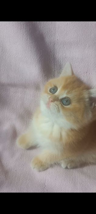 Британський золотий шиншилла