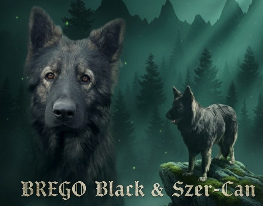 Owczarek Niemiecki Staroniemiecki samiec Fenrir