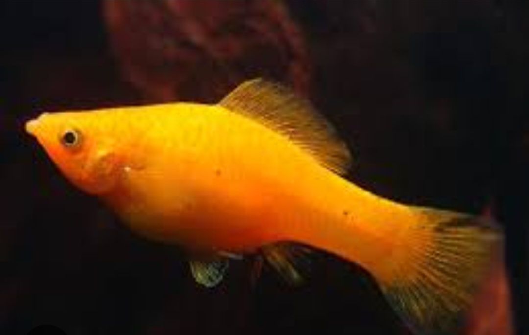 Molinesias jovens