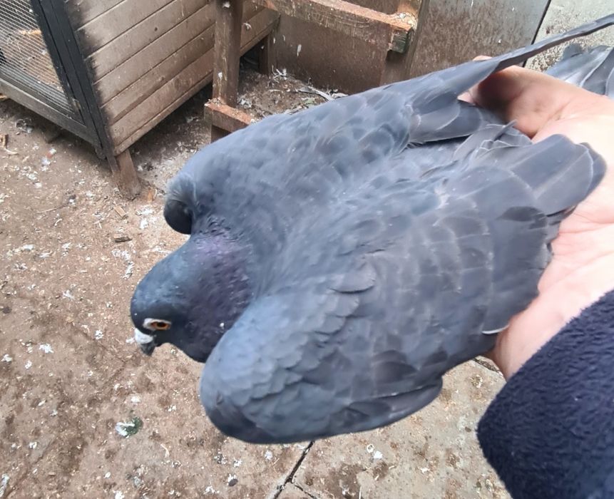 Gołębie pocztowe rubella reduced opal