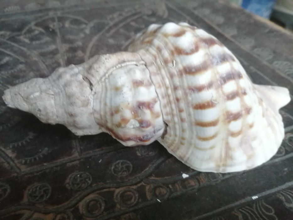 conj 2 buzios naturais