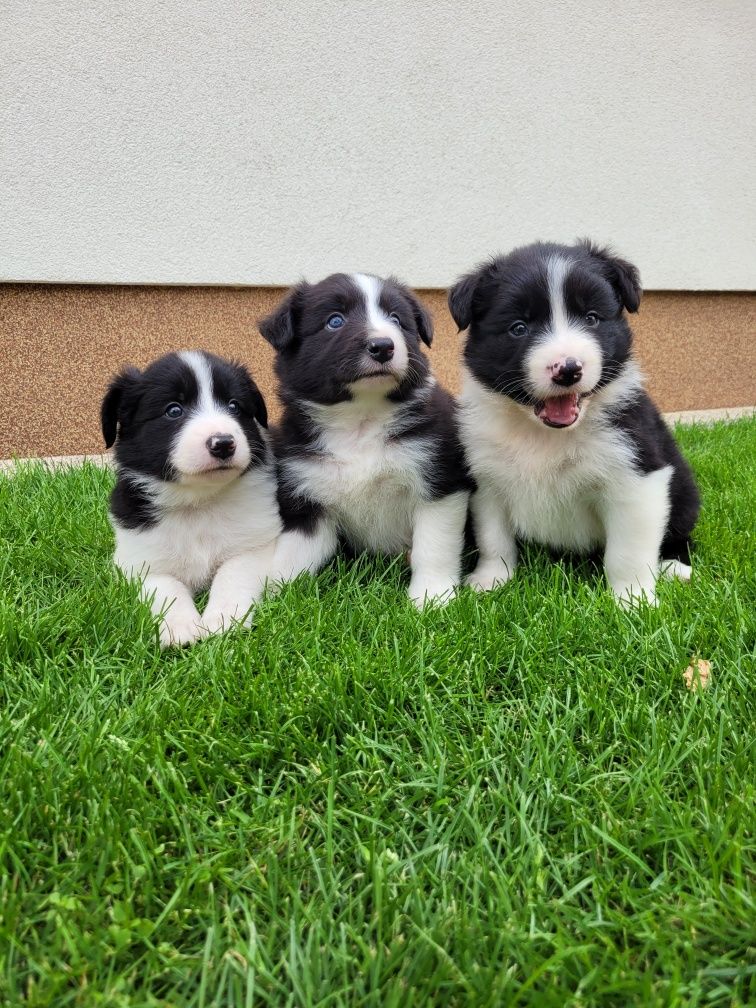Border Collie Śliczny Piesek Zapraszam