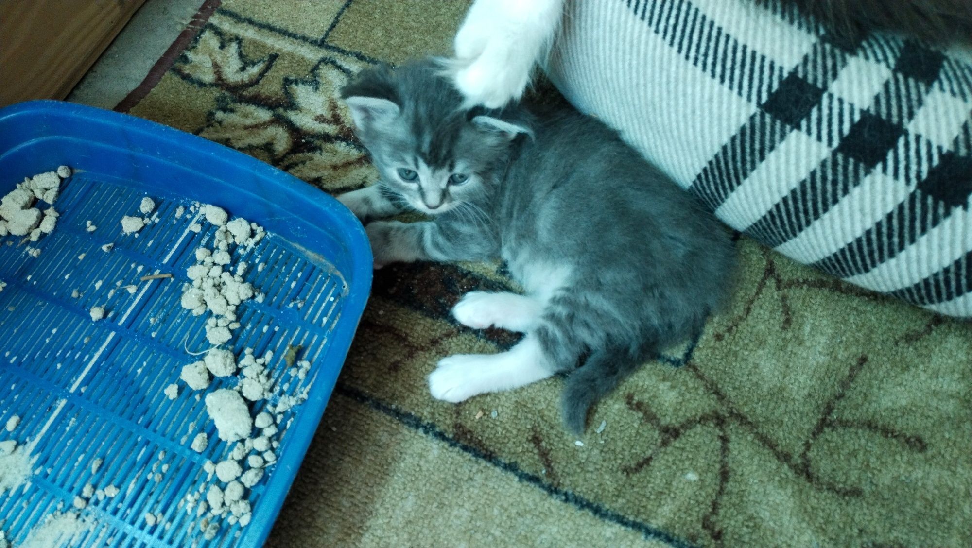 Котинята 2 місяця в добрі руки