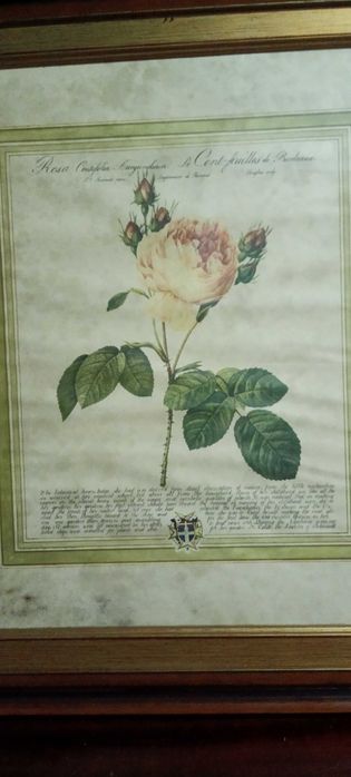 Quadros Botanicos com moldura