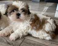 Shih tzu piękna sunia