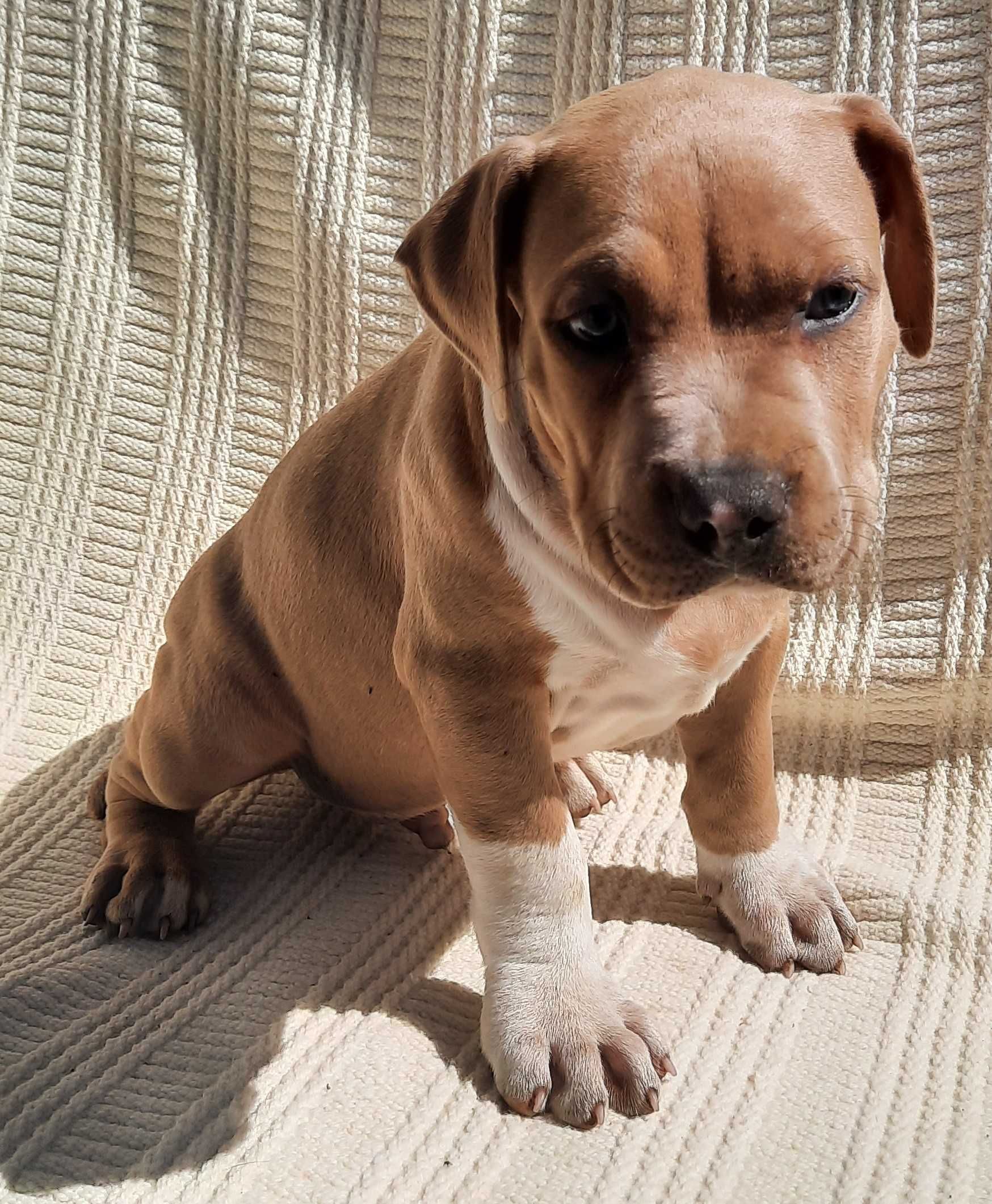 Piesek Amstaff American Staffordshire Terrier