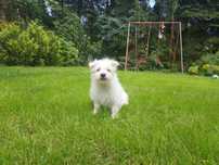 West highland white terrier- suczka