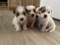 Jack Russell Terrier