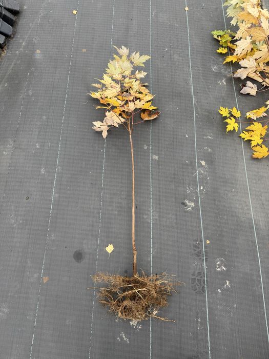 Klon srebrzysty podkladka (Acer saccharinum) 150-200 cm