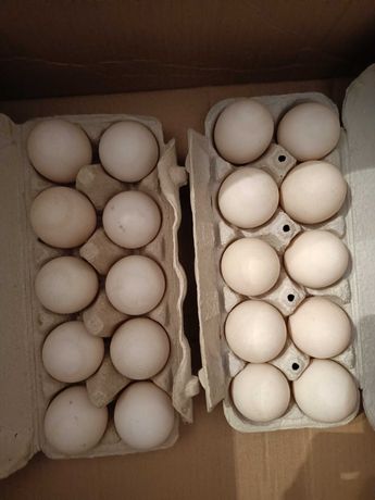 Jaja lęgowe Kaczki Staropolskiej
