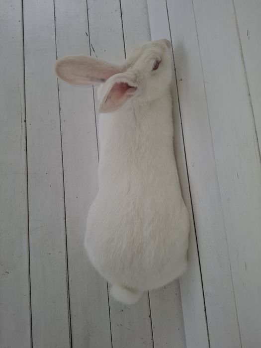 Термондська біла,термон (чеська селекція)